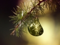Pianella, si accende l'albero di Natale più grande d'Abruzzo
