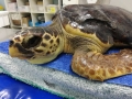 Ferox, oggi liberata tartaruga in Mare nella giornata contro la plastica.