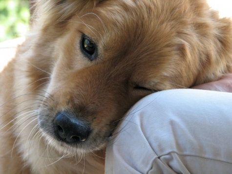 Collecorvino. Lutto nel mondo animalista, addio Marlene Spera