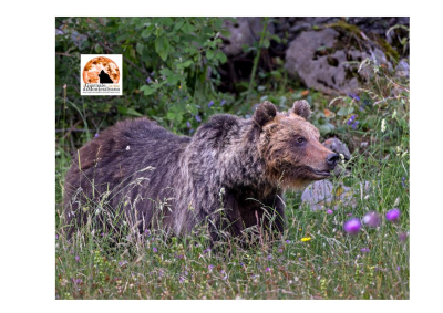 Amarena, il processo per l'omicidio dell'Orso simbolo del Parco Nazionale d'Abruzzo