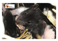Abruzzo/Hantavirus, confronto Regione-Asl su situazione e protocolli