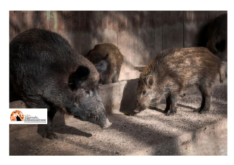 Abbattimento di famiglia di cinghiali a Rapallo: sabato 24 associazioni in corteo