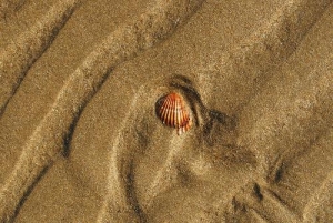 Sardegna.  Conchiglie e sabbia, non più souvenir. Multe salate ai turisti