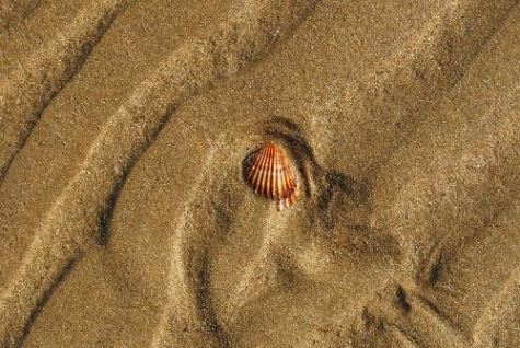 Sardegna.  Conchiglie e sabbia, non più souvenir. Multe salate ai turisti