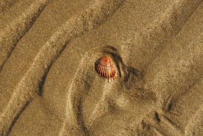 Sardegna. Conchiglie e sabbia, non più souvenir. Multe salate ai turisti