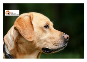 Pescara. E’ a rischio “Miss Mister Dog” prevista per questo fine settimana