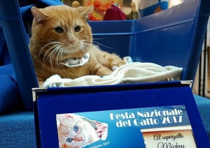 Mickey sopravvissuto ad un incidente.