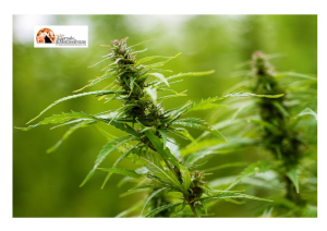 Teramo/Aunt Mary, sequestro di 150 kg. di cannabis