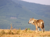 Castel del Monte, il lupo protagonista al Festival cinema naturalistico e ambientale