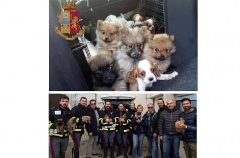 Traffico cuccioli, maltrattati morivano spesso dopo la consegna