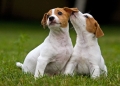 Montesilvano: raduno di Jack Russel Terrier