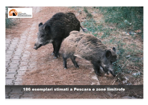 Pescara, divieto di alimentare cinghiali e evitare accumuli di immondizia.