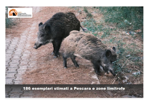 Pescara, divieto di alimentare cinghiali e evitare accumuli di immondizia.