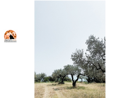 Giulianova, raccogliere le olive su terreni comunali: ecco come.