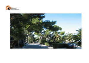 Silvi. Italia Nostra dice no al taglio dei pini