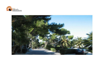 Silvi. Italia Nostra dice no al taglio dei pini