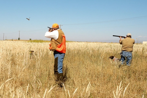 Abruzzo. Niente caccia a Settembre. A Rischio effetti irreversibili sulla fauna