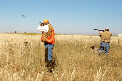 Abruzzo. Niente caccia a Settembre. A Rischio effetti irreversibili sulla fauna