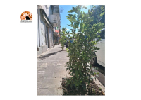 Festa Nazionale degli Alberi 2025. A Loreto Aprutino piantati 9 nuovi alberi