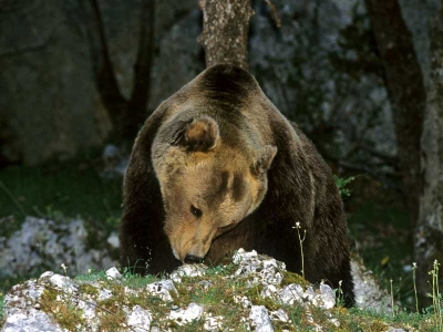 Abruzzo. Salvaguardia dell’orso presentate le attivita’ del Patom