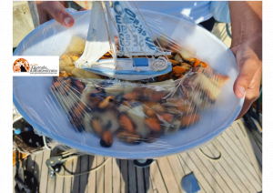 Cooking Cup, la veleggiata organizzata dal Circolo Nautico Pescara