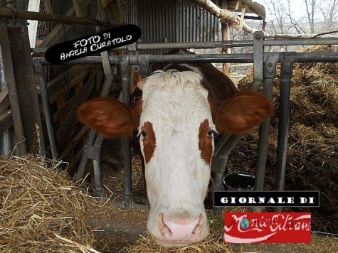 DA INDUSTRIE A SUPERMERCATI: GUERRA DEL LATTE ARRIVA IN ABRUZZO