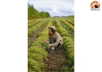 Abruzzo. 1,9mln euro per voucher agricoltura. Ecco come richiederli.