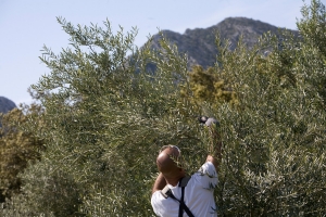 Molise. Campionato Regionale di potatura dell’olivo a vaso policonico