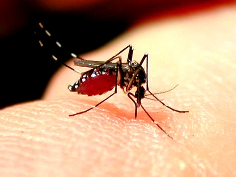 Montesilvano. Arrivano la disinfestazione e la derattizzazione