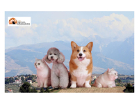 Alanno, respinta in Consiglio comunale mozione su tumulazione animali d'affezione accanto ai proprietari.