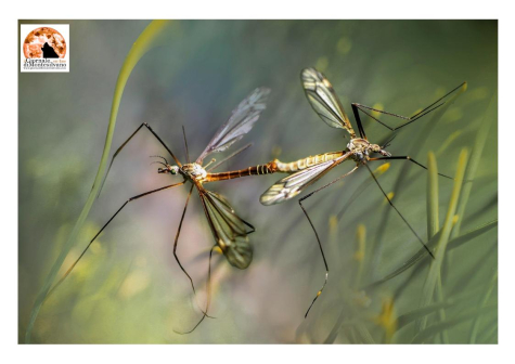 West Nile. Sono 11 i laboratori di referenza dell’Oie in Italia.