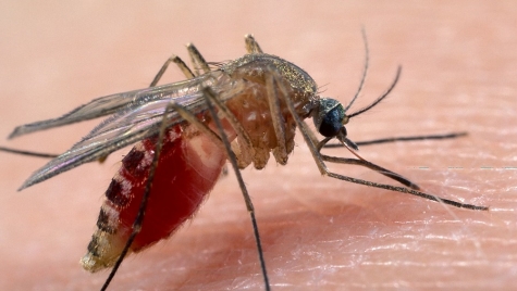 Virus  Febbre del Nilo. Al Nord è allerta: 14 nuovi casi umani. I sintomi
