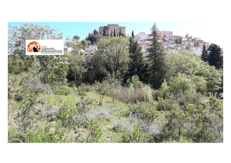 Passeggiata alla scoperta delle piante mediterranee nel Parco Lauretum.