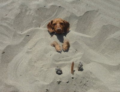 cane che fa le sabbiature