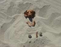 cane che fa le sabbiature
