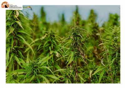 Spuntano 2 piantagioni di cannabis da oltre 2 mt nei boschi tra Miglianico e Tollo