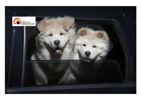 127 abbandoni di animali ogni giorno. #senontiportononparto: lo Spot della Polizia di Stato