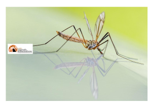 Dengue: prevenire la proliferazione della zanzara tigre possibile vettore del virus