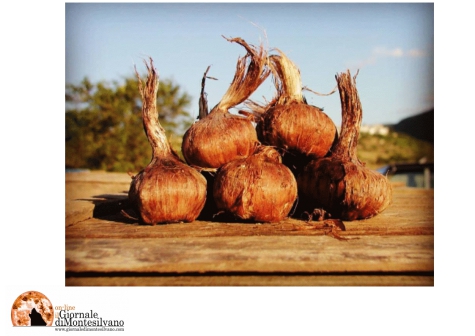 Navelli. Anche nel 2020 la “Banca dello Zafferano”