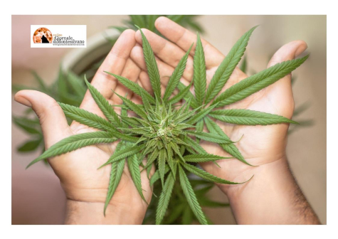 Tradito dal fiuto dei cani anti droga,  8 piante di cannabis di un metro nella serra hi - tech