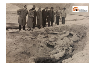 Mammut, eventi di celebrazione del 70° anniversario dal ritrovamento dello scheletro fossile