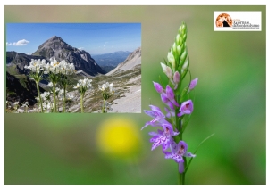 Floranet life salva i fiori rari dell’Appennino abruzzese dall’estinzione
