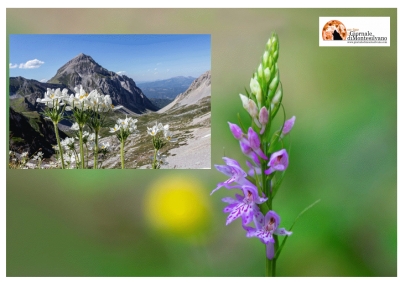 Floranet life salva i fiori rari dell’Appennino abruzzese dall’estinzione