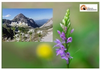 Floranet life salva i fiori rari dell’Appennino abruzzese dall’estinzione