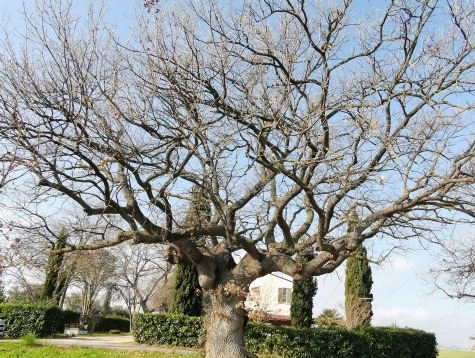 Pianella punta sugli alberi, si possono vedere da Google map