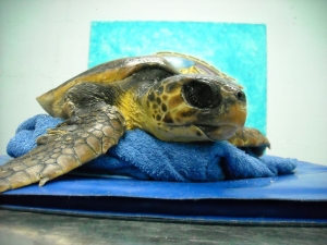 Vasto/Plastica in mare, giornata di sensibilizzazione e la liberazione della tartaruga Ferox