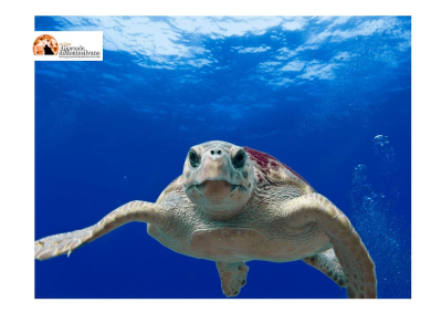 “Caretta caretta e la costa teramana: un patrimonio di biodiversità inestimabile”.
