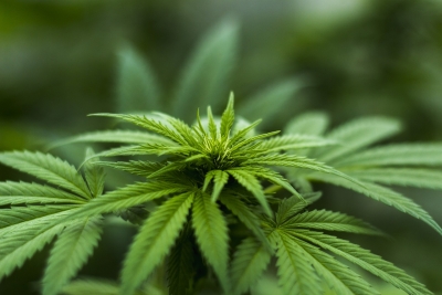 Padre coltivavano marijuana sul Fiume Pescara