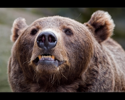 Orso ucciso. saltata udienza, al 13 marzo
