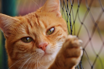 Il gattolico praticante, oltre 100 motivi per prendere un gatto